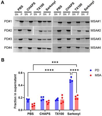 Sarkosyl differentially solubilizes patient-derived alpha-synuclein fibril strains